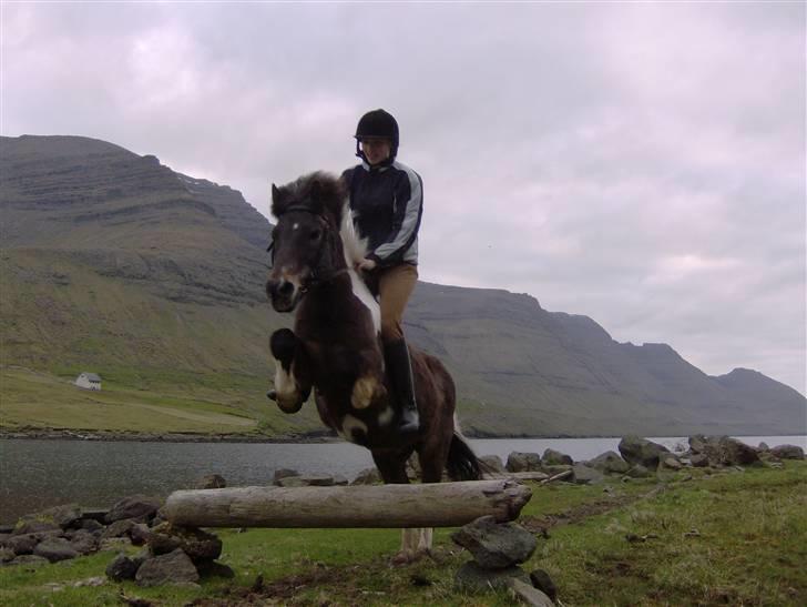 Færøsk hest Blanka [Haft i pleje] - Mig og Blanka flyver over et spring Wiii xD Godt klaret av en 24-årig dame, hva? =) <´33 | 26-05-2008 billede 2