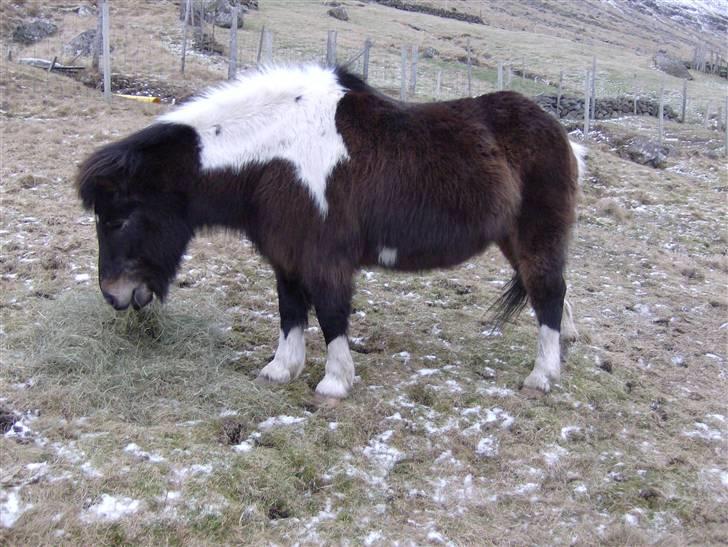 Færøsk hest Blanka [Haft i pleje] - Blanka i bamseudgave ;o) | 16-01-2008 billede 3