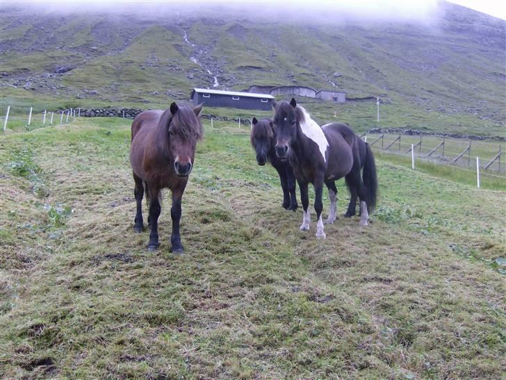 Færøsk hest Blanka [Haft i pleje] - Grani, Blanka og Grettir :-* | 13-08-2007 billede 4
