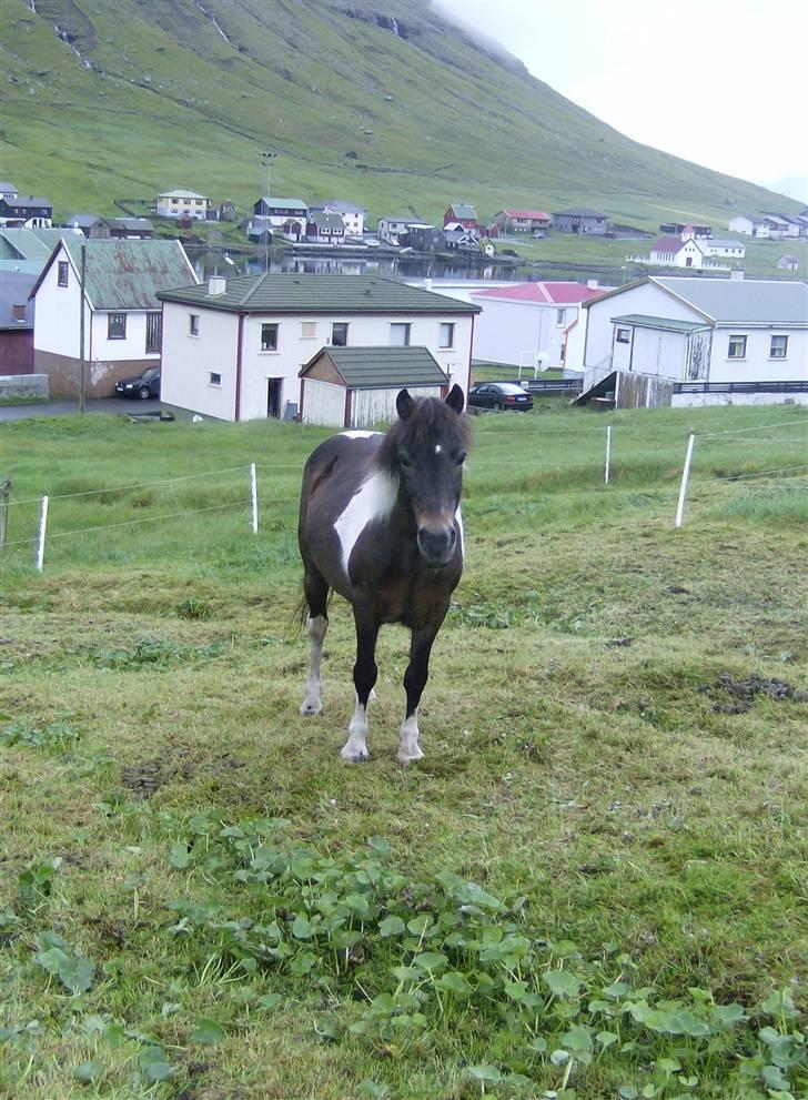 Færøsk hest Blanka [Haft i pleje] - Nårh! Søde! <´333 :-* billede 6