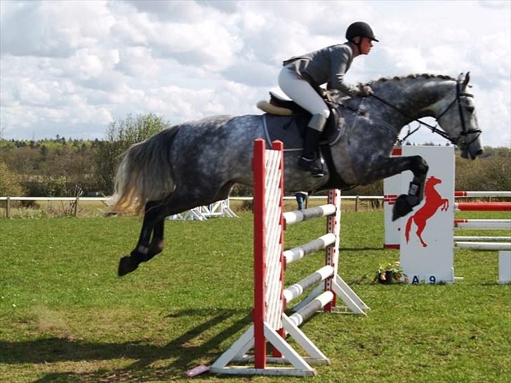 Dansk Varmblod Cor-z Casiz *solgt* - Igen LA i Ringkøbing 30/4-10 /foto: randi billede 13