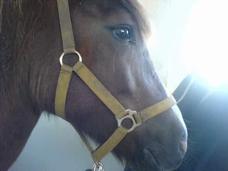 New Forest Max Millenium **Aflivet** billede 6