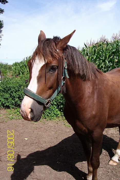 New Forest Max Millenium **Aflivet** billede 7