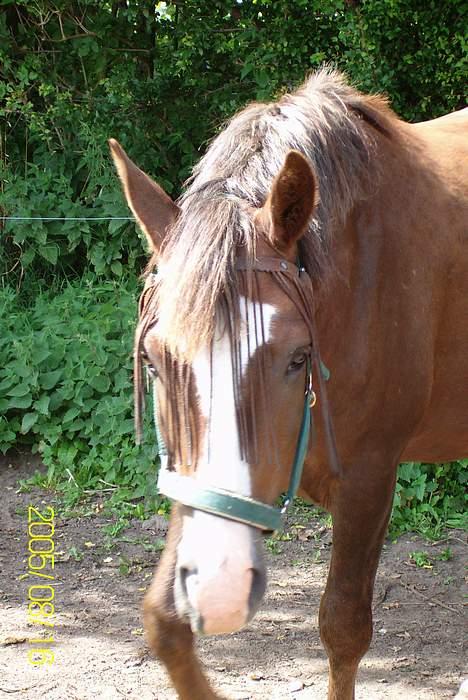 New Forest Max Millenium **Aflivet** billede 8