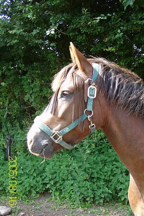 New Forest Max Millenium **Aflivet** billede 9