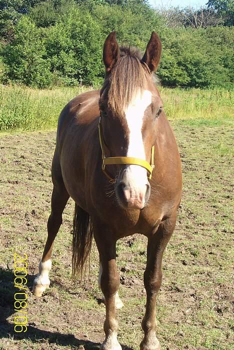 New Forest Max Millenium **Aflivet** billede 10