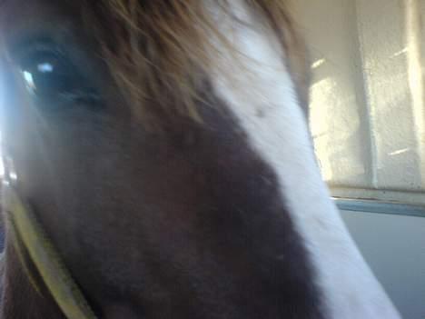 New Forest Max Millenium **Aflivet** billede 12