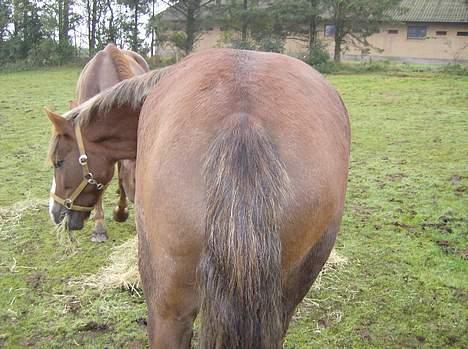 New Forest Max Millenium **Aflivet** billede 13