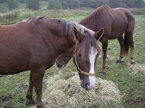 New Forest Max Millenium **Aflivet** billede 14