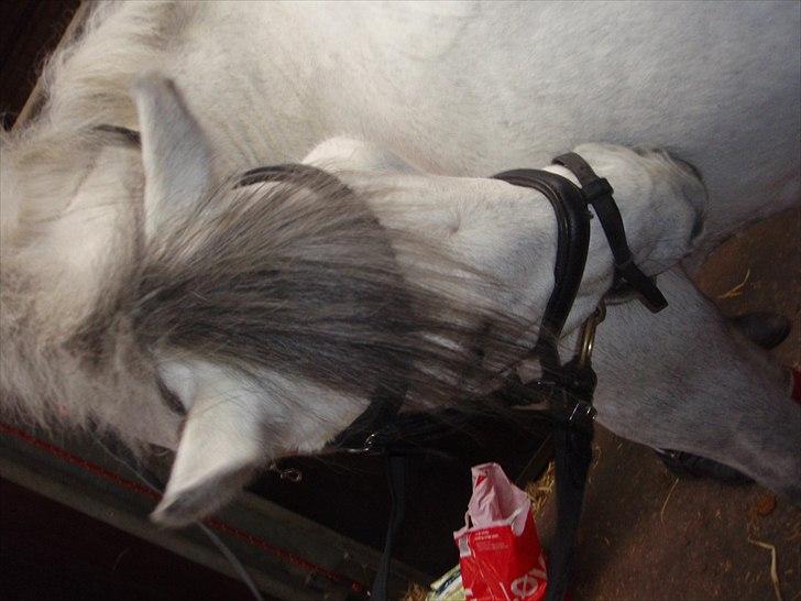Welsh Pony af Cob-type (sec C) Søgaards Asterix A-Pony SOLD to Malaysia - 15# Savner er stort. billede 10