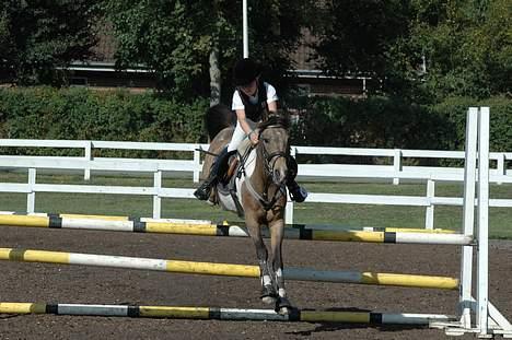 Anden særlig race Painted Pony (død) - Opvarmning til stævne billede 9