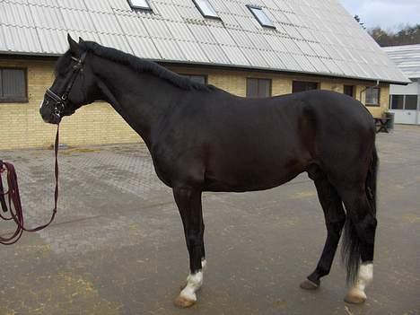 Holstener Corvinus - Smukke hest! Mors 2006 billede 2
