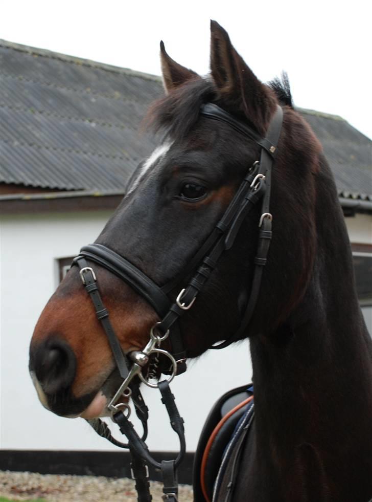 Anden særlig race Mosely's Monte Carlo billede 16