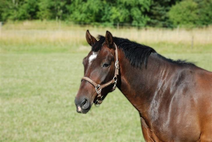 Anden særlig race Mosely's Monte Carlo billede 18