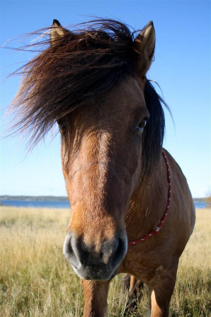 Islænder PRINS af ELLINGE MARK - Prince Charming <3 xD Foto: Lykke <3 billede 7