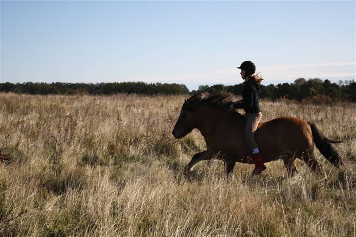 Islænder PRINS af ELLINGE MARK - Galop på engen <3 Foto: Lykke <3 billede 10