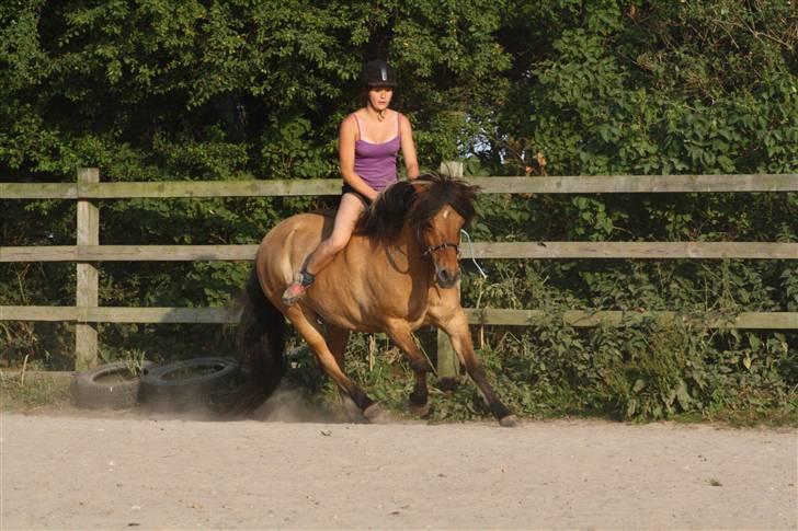 Islænder PRINS af ELLINGE MARK - prins i galop ;D foto: Freja billede 11