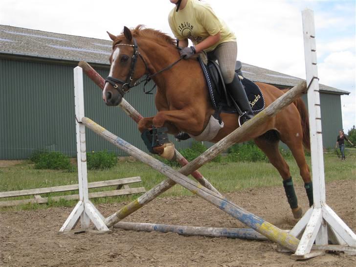 Anden særlig race Bjerregårdens Sandra - *2*  "Glæde afhænger af os selv" billede 2