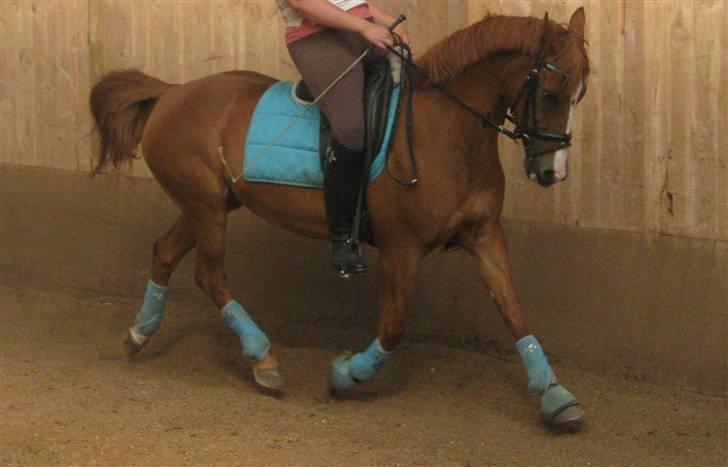 Anden særlig race Bjerregårdens Sandra - *3* I believe I can fly,  ikke et ben til jorden Foto Malene billede 3