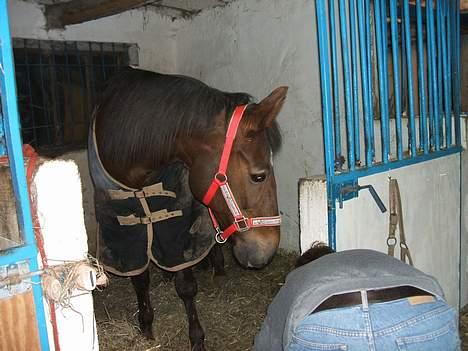 Traver rina - hva var det du tabte..? billede 2