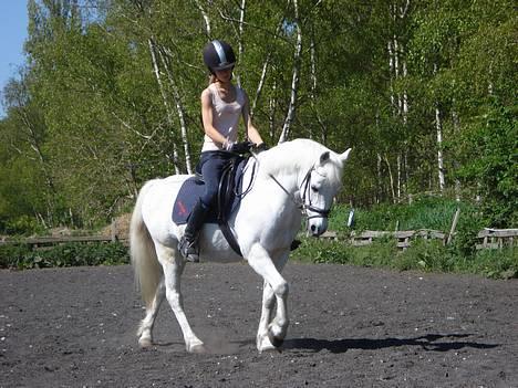 Welsh Pony (sec B) *Gl. Part* Bubbly Burglar - Dressur på banen :) billede 2