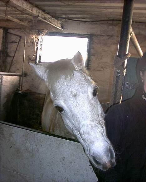 Welsh Pony (sec B) *Gl. Part* Bubbly Burglar - "Halloo - Jeg vil ha´ mad Loreena, !"  billede 3