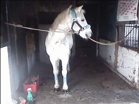 Welsh Pony (sec B) *Gl. Part* Bubbly Burglar - Miin lille fotomodel er blevet rengjort ,- billede 4
