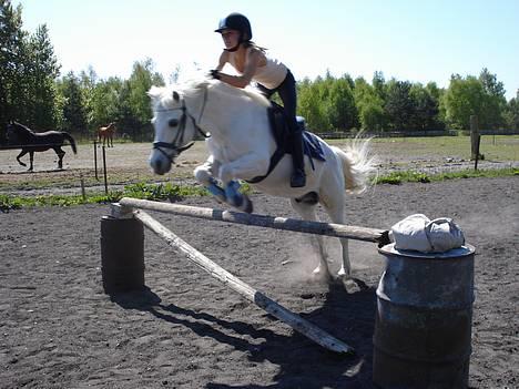 Welsh Pony (sec B) *Gl. Part* Bubbly Burglar - SUPER SEJE Burgar er for sej :b !! billede 9