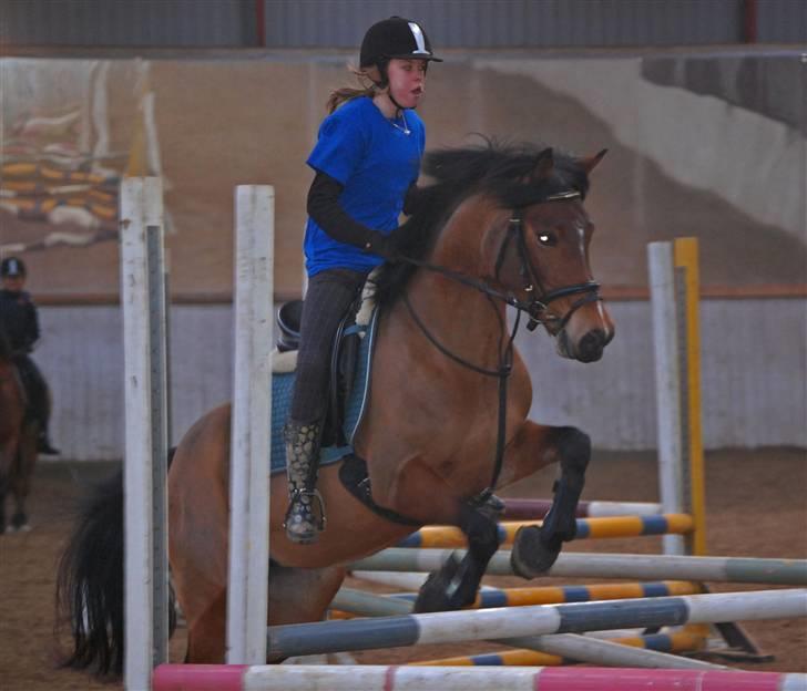 Hollandsk Sportspony Miss Charming - #10 1.05 verdens bedste billede 10