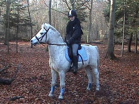 Welsh Pony (sec B) *Gl. Part* Bubbly Burglar - I skoven :) billede 12