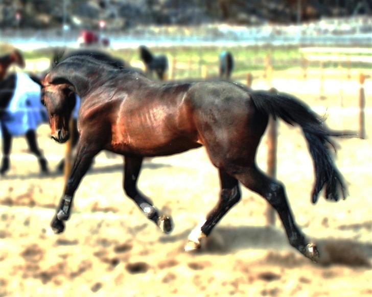 Hollandsk Varmblod Especial Valentines (Ulf) - Trav på folden den første dag uden tøj på:) billede 4