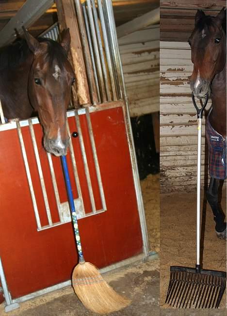 Hollandsk Varmblod Especial Valentines (Ulf) - Ulf er sød og hjælper til i stalden <3 billede 5