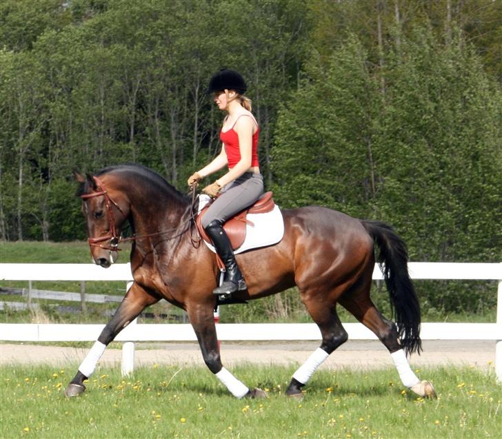 Hollandsk Varmblod Especial Valentines (Ulf) - Ulf og mig rider oppe på ridecenteret mai 07 billede 6