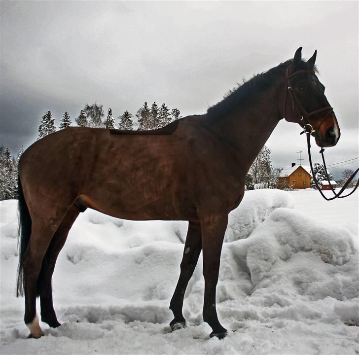 Hollandsk Varmblod Especial Valentines (Ulf) - Ulf opstillet vinter 2009 billede 12