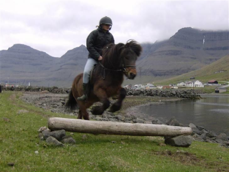 Færøsk hest Grani (udlånt) - Ella Súsanna og Grani springer =) | 27-05-2008 billede 12