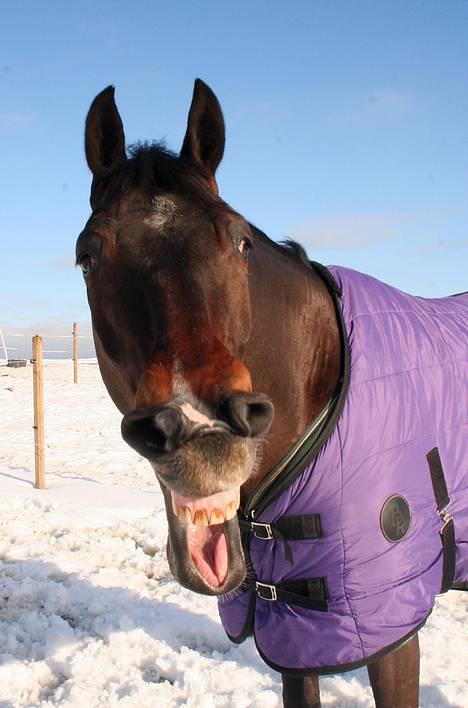 Hollandsk Varmblod Especial Valentines (Ulf) - NYT MAR07! hahaha du  sgu sjov moar! billede 16