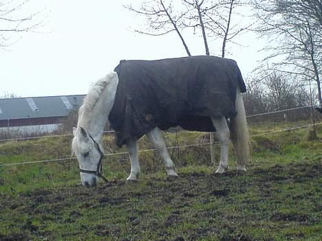 Anden særlig race Silver Boy -HVIL I FRED!  - fold . -foto: mig (Julia K) billede 2