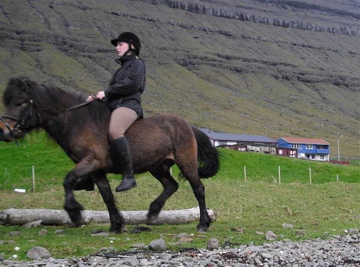 Færøsk hest Grani (udlånt) - Rebekka rider Grani (: Den forreste del af mulen kom ik med på billedet øvøv :/ billede 16