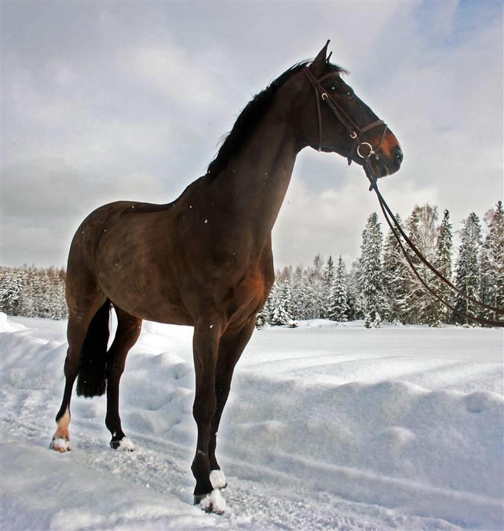 Hollandsk Varmblod Especial Valentines (Ulf) - Ulf i en sjov vinkel ;) Den stoooore hyp xD vinter 09 billede 18
