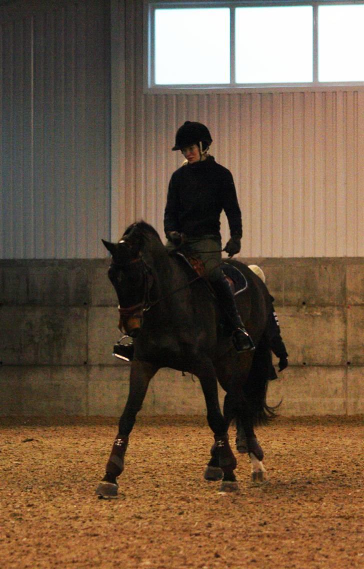 Hollandsk Varmblod Especial Valentines (Ulf) - Nyt jan 09 Ulf og Mig til dressurundervisning i en travers fra midtlinien :) billede 19