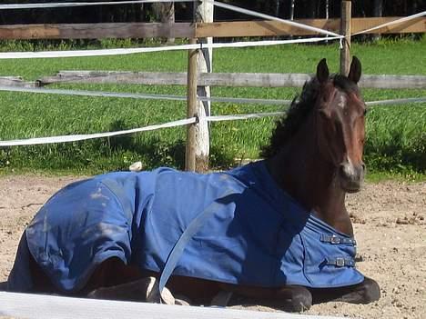 Hollandsk Varmblod Especial Valentines (Ulf) - Ulf tager en slapper på folden billede 20