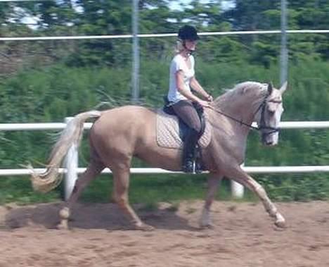 Palomino Celest Stauslykke billede 10