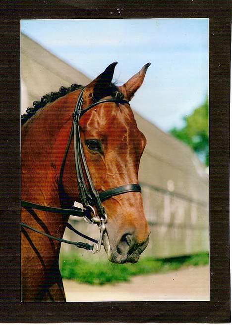 Dansk Varmblod Kaukasus *RIP* - Efter en MA - Se lige hvor flot han er ;) billede 19