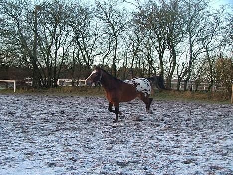 Anden særlig race Buster billede 1