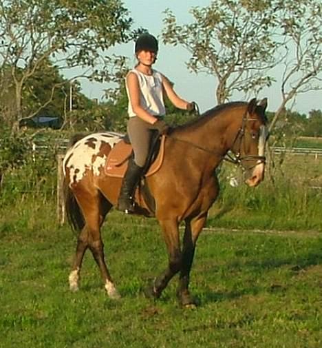 Anden særlig race Buster billede 2