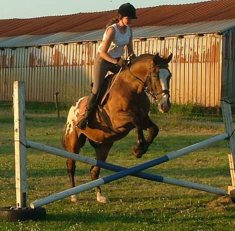 Anden særlig race Buster billede 5