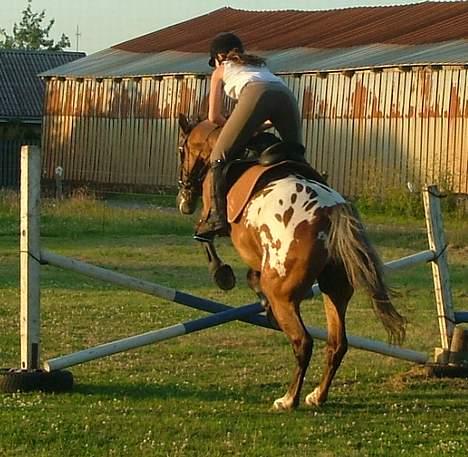 Anden særlig race Buster billede 6