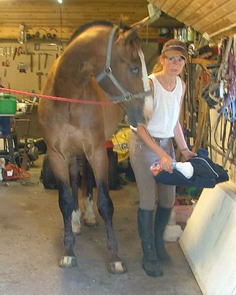 Anden særlig race Buster billede 7