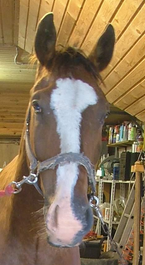 Anden særlig race Buster billede 8