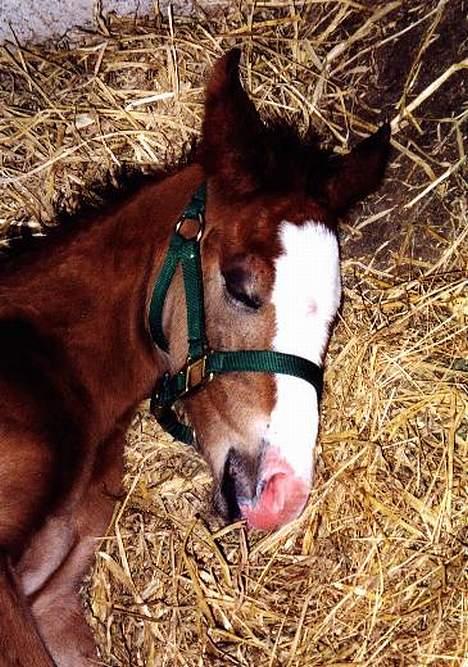 Anden særlig race Buster billede 9